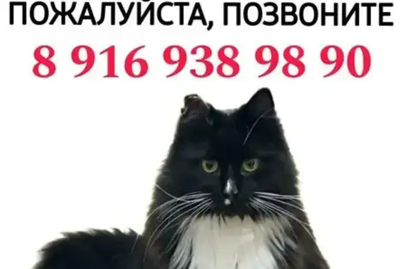 Пропал кот, ул. Сервантеса, 1 к1