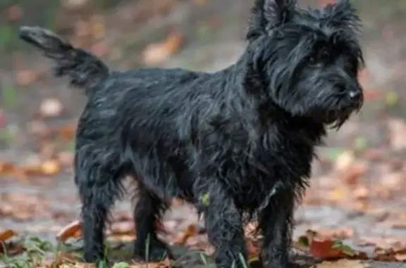 Собаки потеряшки, Красноярск, фото: Потеряшка Керн-терьер на Ульяновском 32А