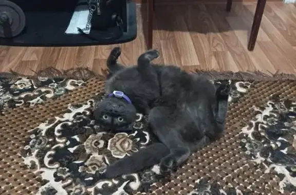 Пропал кот на ул. Молодёжной, Павловская