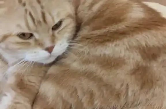 Пропала кошка, ул. Карбышева 25