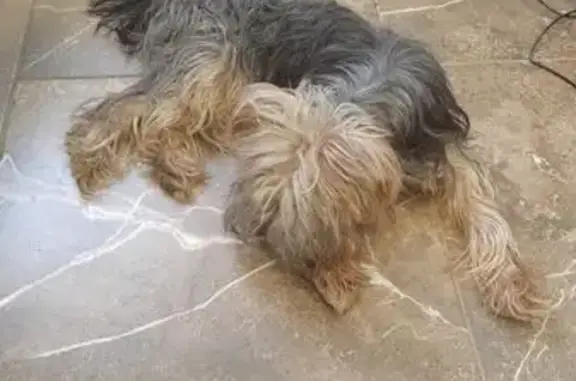 Собака найдена: ул. Новосёлов, Заволжское