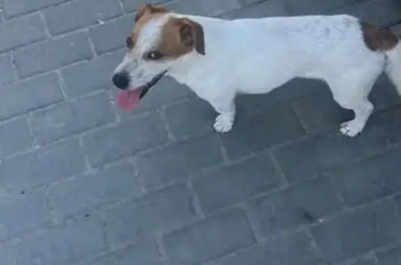 Найдена собака, Астрахань, фото: Найдена собака, ул. Нахимова, 66В, Астрахань