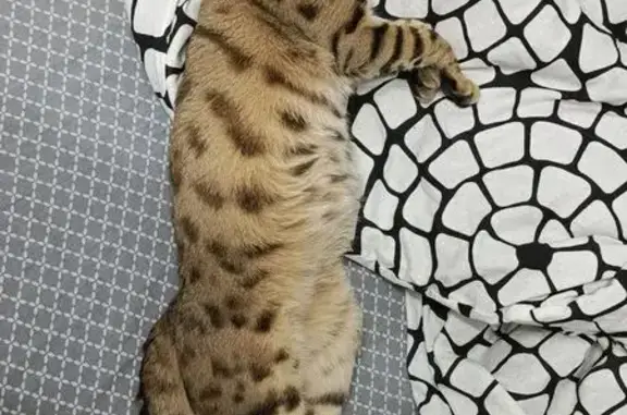 Пропала кошка, Складская 62, Омутнинск