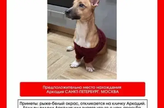 Пропала собака, Мироновская ул., Москва