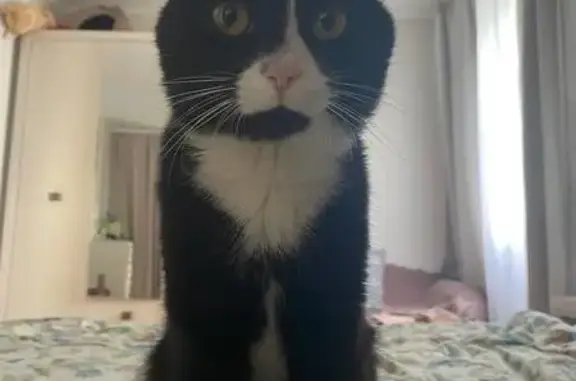 Найдена кошка, Минск, фото: Кошка найдена на Кнорина, 12А, Минск