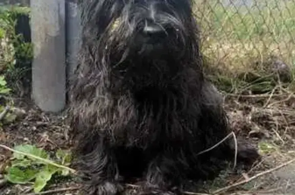 Найдена собака, Красноярск, фото: Собака найдена, ул. Тельмана, Красноярск