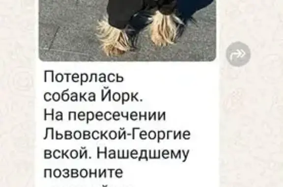 Собаки потеряшки, , фото: Потеряшка собака, Георгиевская ул., Супсех