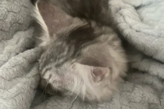 Котенок найден на ул. Бондаренко, Казань