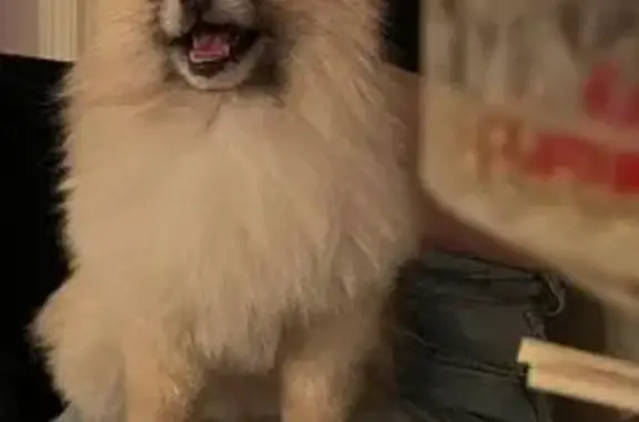 Собаки потеряшки, Новороссийск, фото: Потеряшка собака, ул. Лейтенанта Шмидта, 12