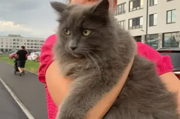 Найдена кошка, Санкт-Петербург, фото: Кошка найдена на ул. Ивана Куликова, СПб