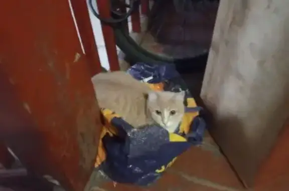 Кошки потеряшки, Петрозаводск, фото: Потеряшка кошка на ул. Кутузова, 48, Петрозаводск