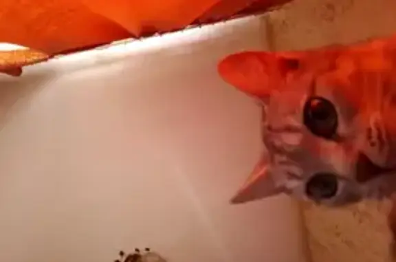 Кошки потеряшки, Омская область, фото: Потеряшка кошка в Красном Яре, Омская обл.