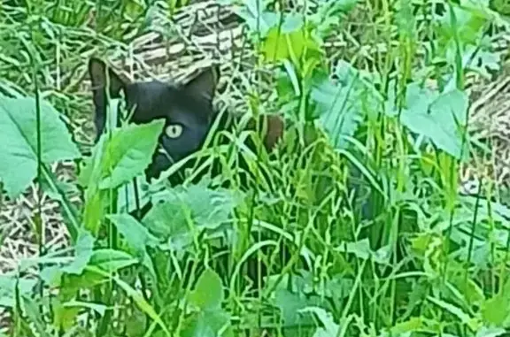 Котенок найден: Северный пер., Екатеринбург