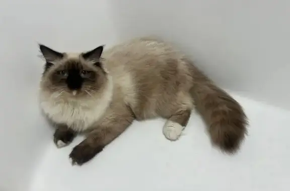 Объявления о пропавших и найденных животных, Жуковский, фото: Пропала кошка на ул. Ломоносова, 6, Жуковский