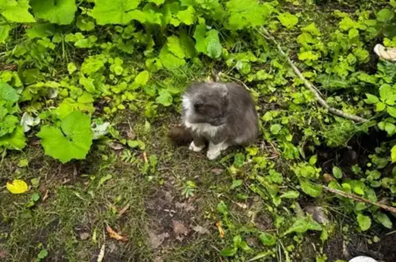 Кошка найдена на Иваньковском шоссе