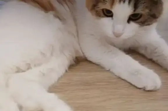 Кошки потеряшки, Семёнов, фото: Потеряшка кошка, ул. Чкалова 21, Семёнов