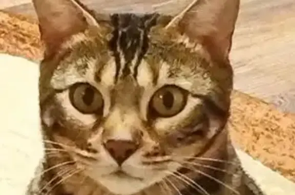 Кошки потеряшки, Кемеровская область, фото: Потеряшка кошка, Центральная ул., Кемерово