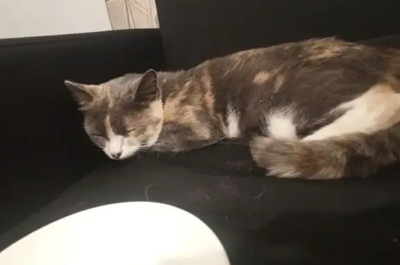 Кошка Мурзык найдена, Софийская наб., Москва