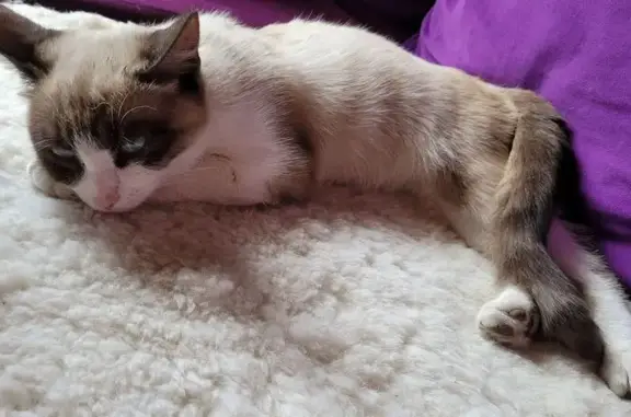 Найдена кошка, Самара, фото: Кошка найдена: ул. Мориса Тореза, 79, Самара