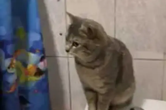 Пропала кошка, 1-я Рабочая, 5, Томск