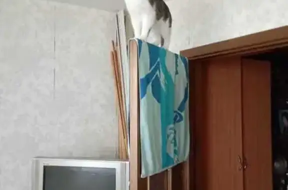 Кошки потеряшки, , фото: Потеряшка кошка на ул. Димитрова, 10 к1