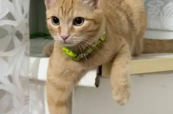 Кошки потеряшки, Карымское, фото: Потеряшка кошка, Ленинградская 46, Карымское