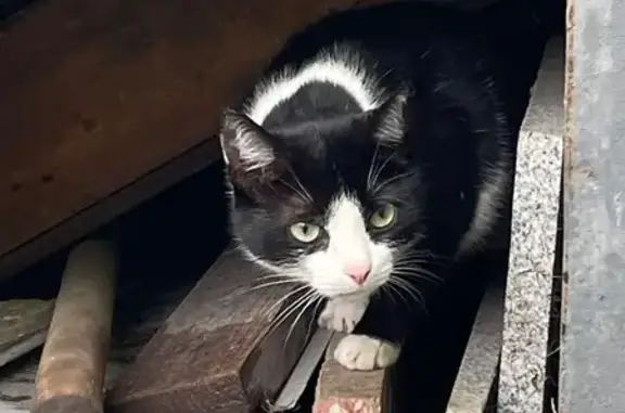 Кошка найдена: ул. Сукромка, 26, Мытищи