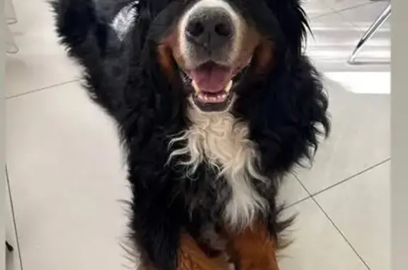 Собаки потеряшки, Тюмень, фото: Потеряшка собака, ул. Архитекторов, 25