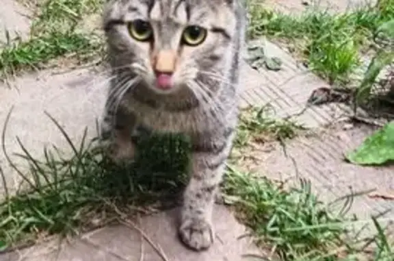 Кошка найдена: Народная ул. 79, Киров