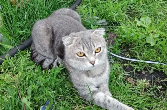 Кошки потеряшки, Белово, фото: Потеряшка кошка, 2-я Проектная ул., 8