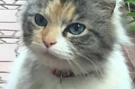 Кошка найдена: Советская площадь, Солнечногорск