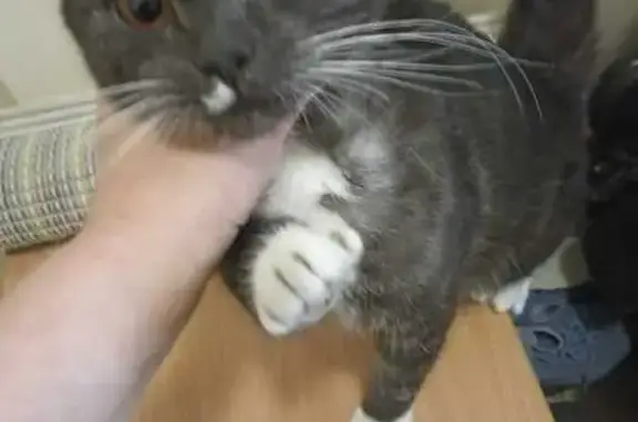 Кошка найдена у НГТУ, пр. Карла Маркса, 55