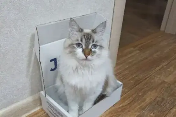 Пропала кошка, Болгарстроя 5, Чебоксары
