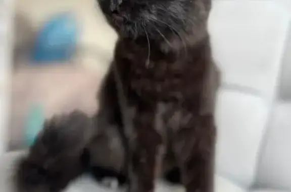 Найдена черная кошка, ул. Свердлова, Клинцы