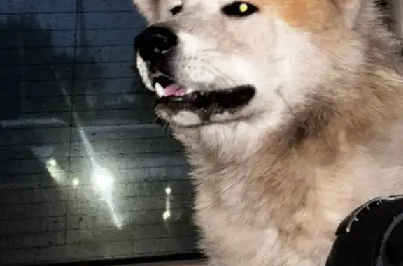 Найдена собака, ул. Калинина 43Ж, Крск