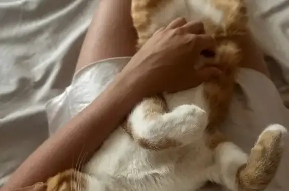 Найдена кошка, Шарикоподшипниковская 15