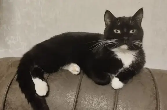 Пропала кошка, Челябинск, ул. Шершневская