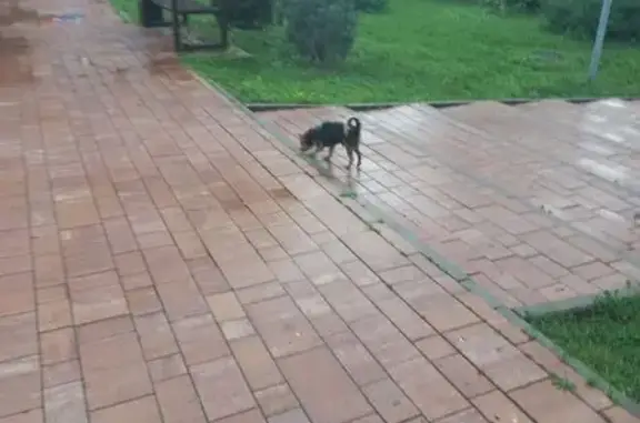 Собака найдена: Красноармейский пр-т, Тула