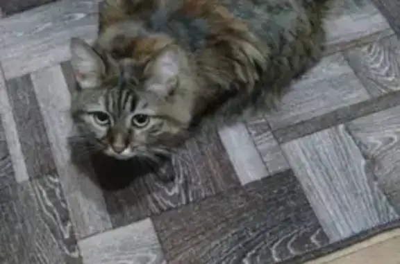 Потерянные животные Подольск, фото: Пропала кошка, Красная ул. 1, Подольск