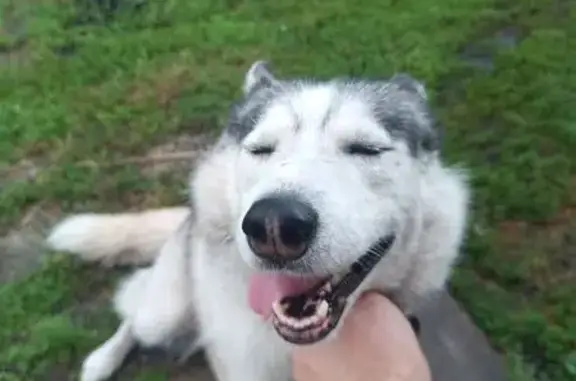 Найдена собака, , фото: Найдена хаски, Нагольное, 38Н-543