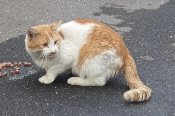 Кошка найдена: Карманицкий пер., 4 с2