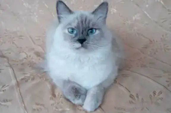 Пропала кошка, Прасковеевская 7, Геленджик