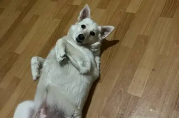 Собаки потеряшки, Краснодар, фото: Потеряшка собака, Краснодар, Ипподромная 62