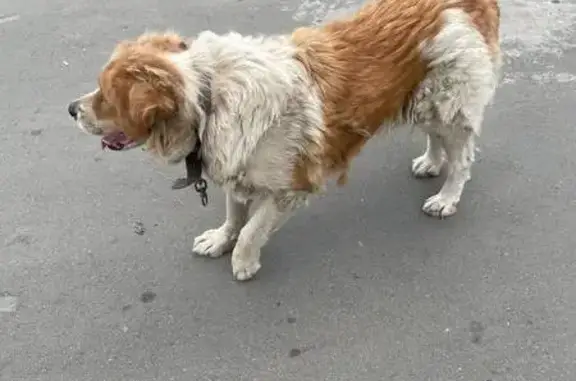 Найдена собака, Челябинск, фото: Собака найдена: ул. Свободы, Челябинск