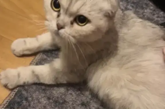 Найдена кошка, ул. Луначарского, Мытищи