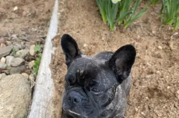 Пропала собака, Славная ул., 2, Полново - photo