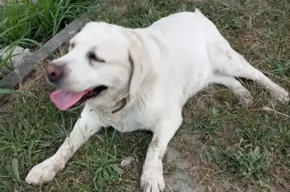 Найдена собака, Краснодар, фото: Найдена собака, ул. Атамана Чепиги 24