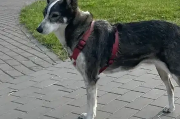 Собака найдена: пр. Мира, Калининград