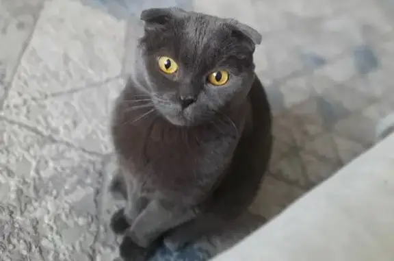 Пропал кот, Тамбов, Б. Энтузиастов, 1
