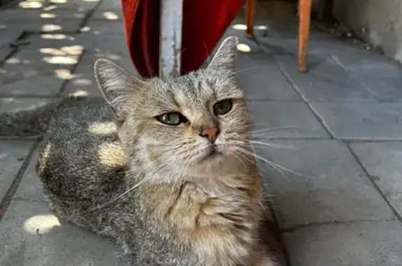 Найдена кошка, Волгоград, фото: Кошка найдена: Верхоянская ул, 12, Волгоград